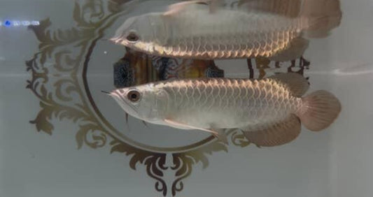 Malaysian 24K Golden Crossback Arowana