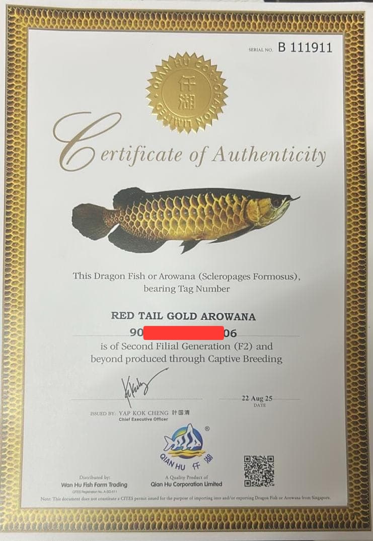 Red Tail Golden Arowana Qian Hu Fish Farm