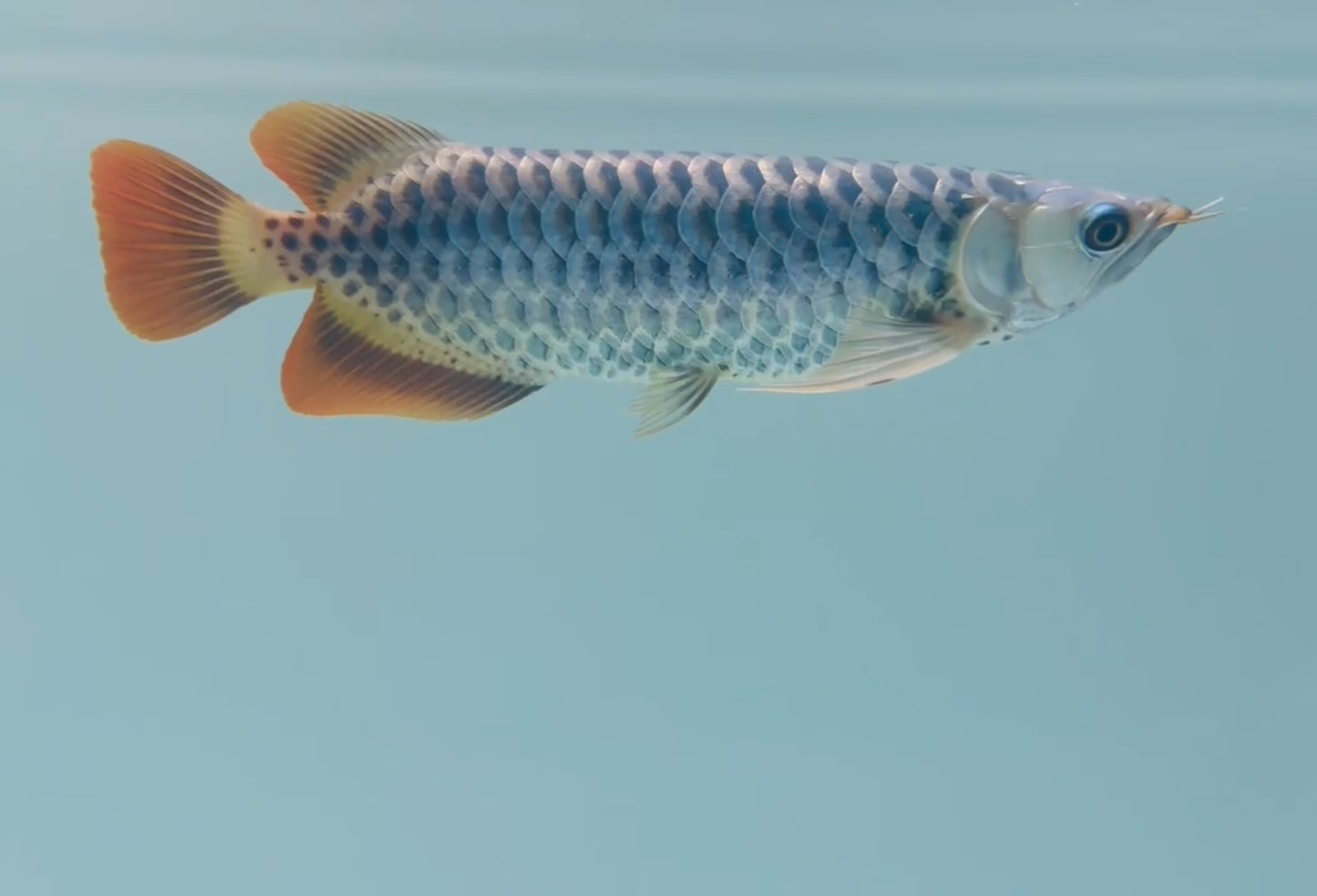 Exotic Polka Dotted Super Red Arowana