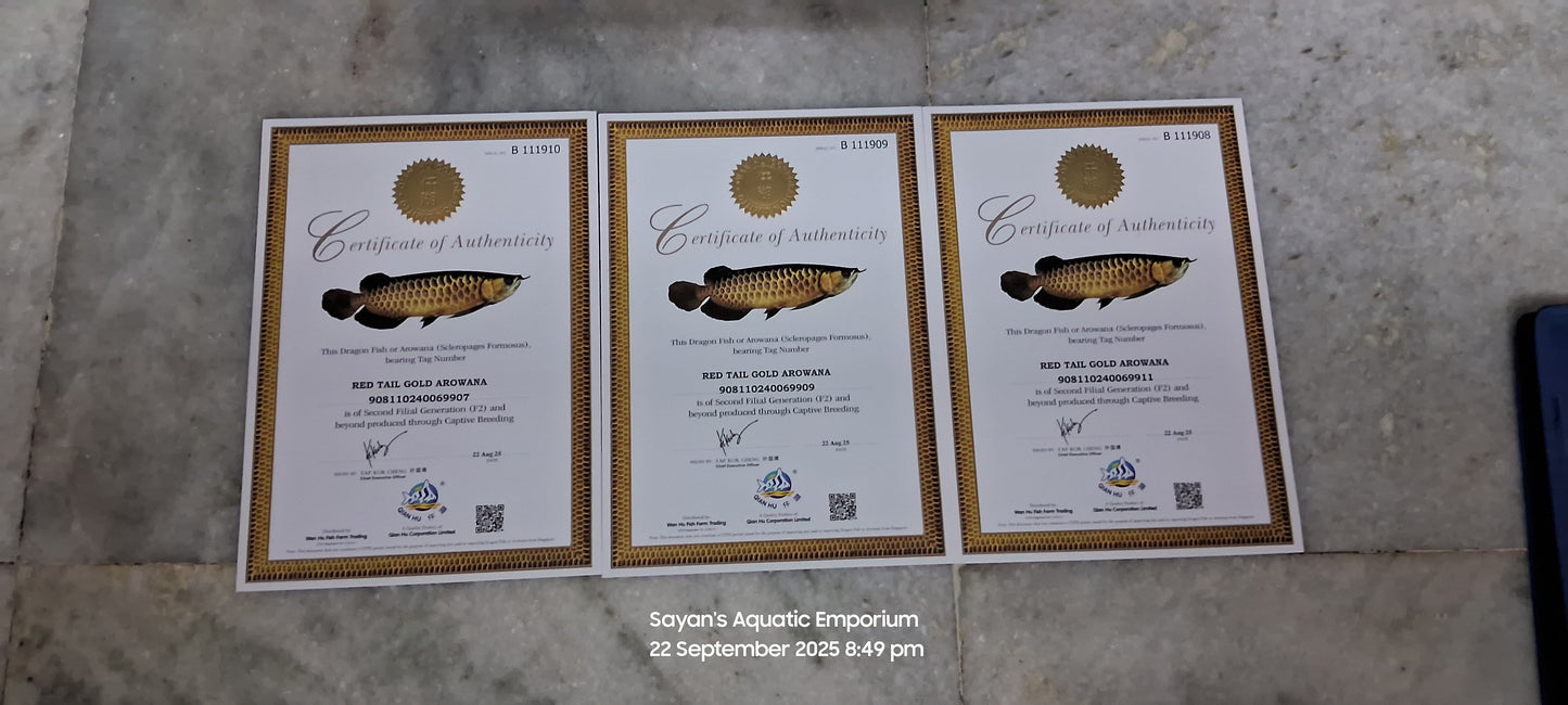 Red Tail Golden Arowana Qian Hu Fish Farm