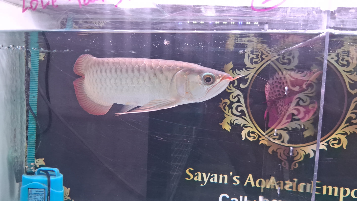 Exotic Love Tail Super Red Arowana