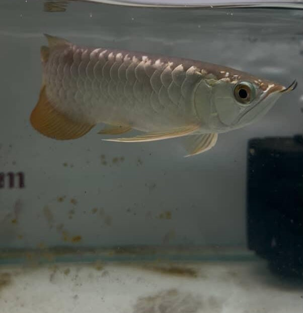 Malaysian 24K Golden Crossback Arowana