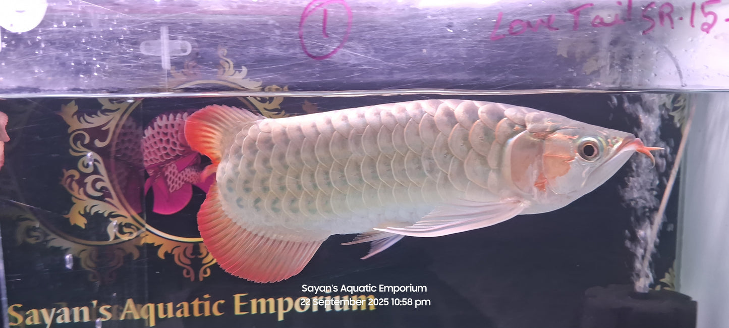 Exotic Love Tail Super Red Arowana