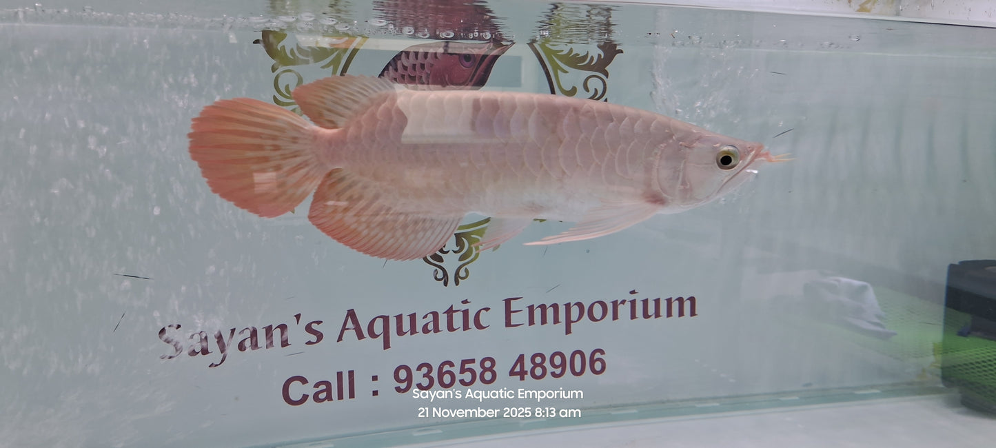Sabartail Slayer Super Red Arowana