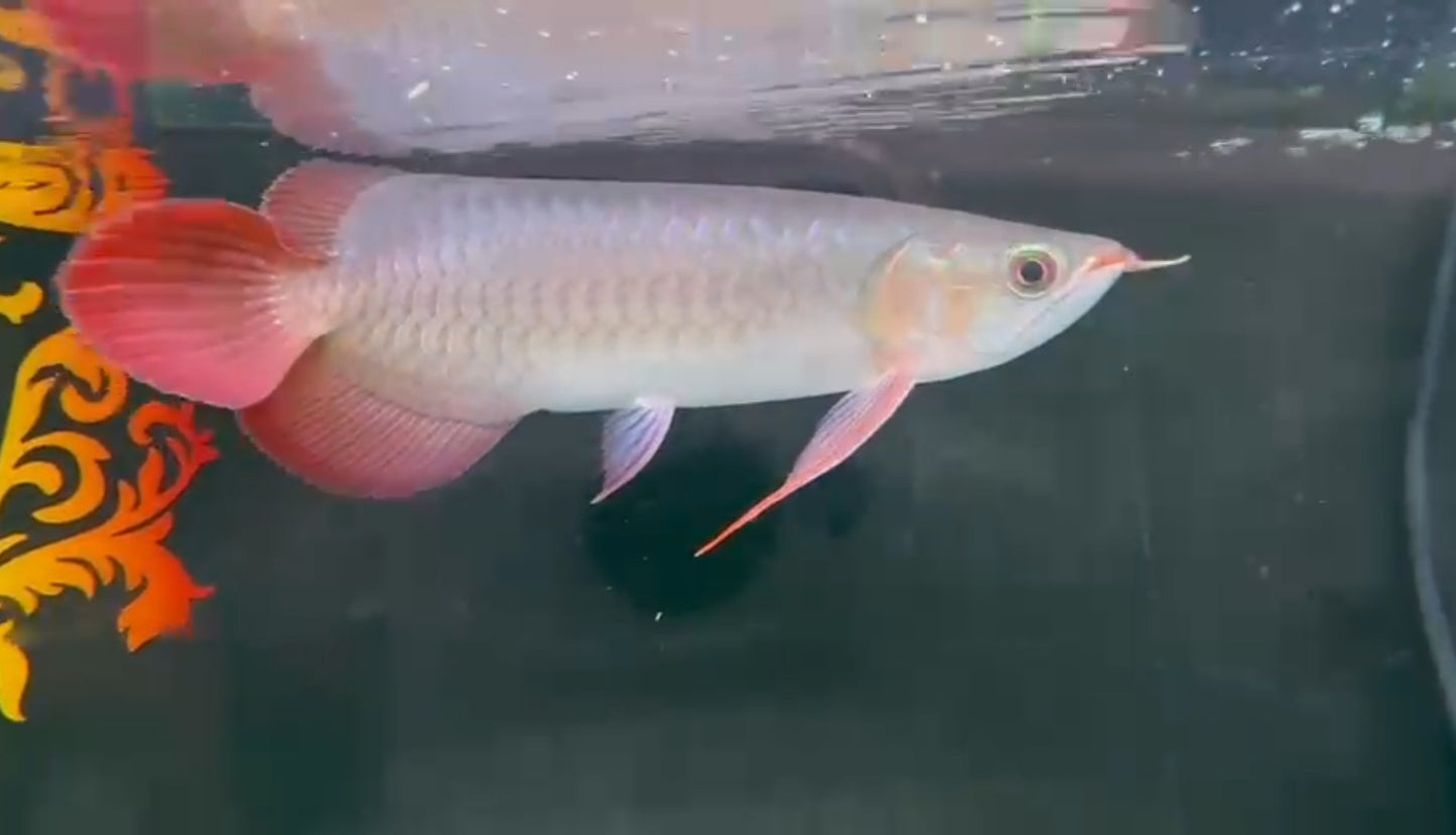 Super Blood Red Arowana