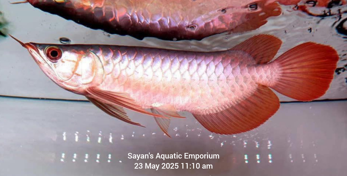 Super Blood Red Arowana