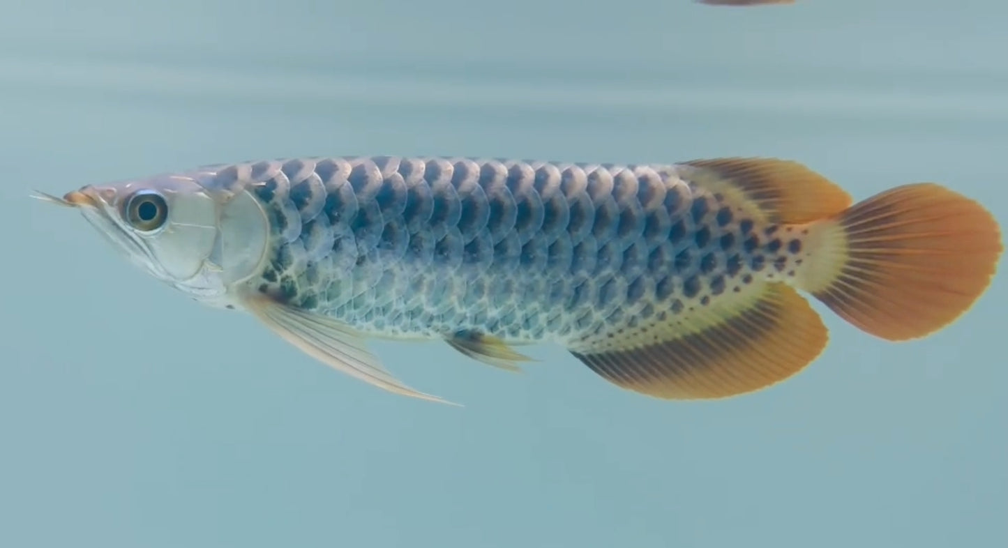 Exotic Polka Dotted Super Red Arowana