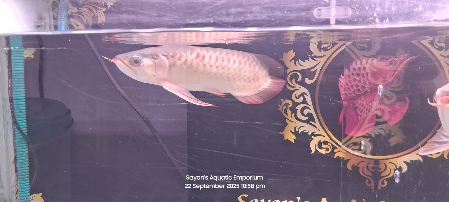 Exotic Love Tail Super Red Arowana