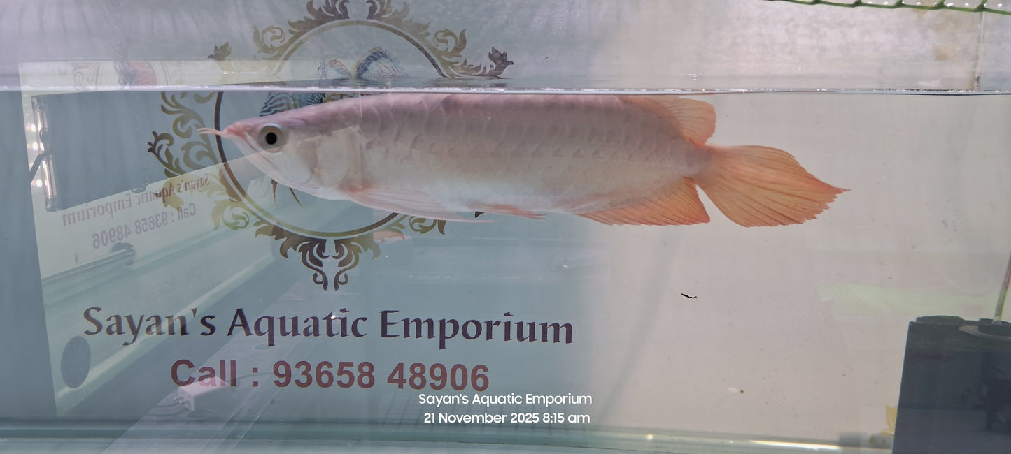 Sabartail Slayer Super Red Arowana