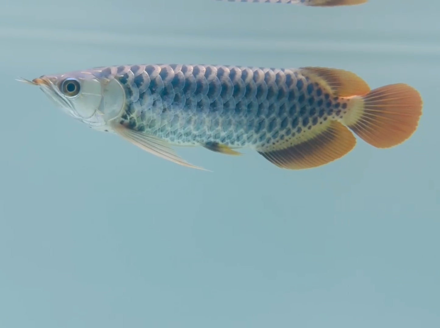 Exotic Polka Dotted Super Red Arowana