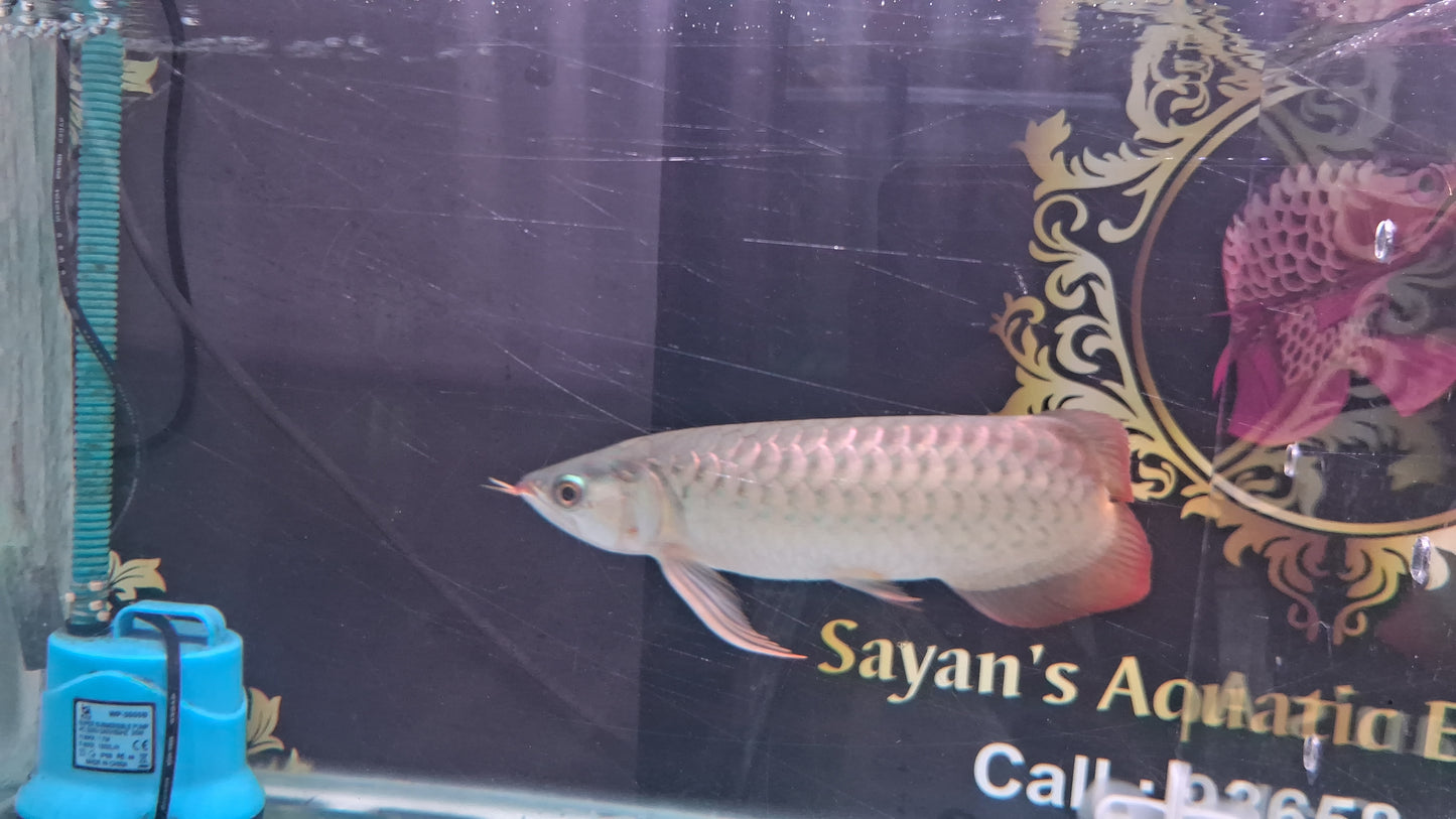 Exotic Love Tail Super Red Arowana
