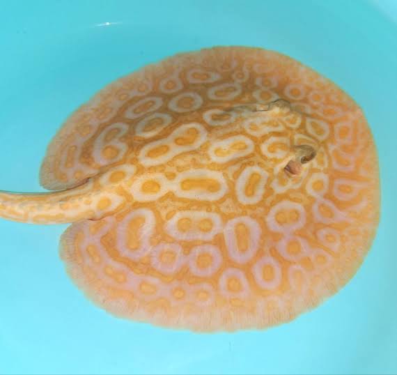 Fresh Water Stingrays