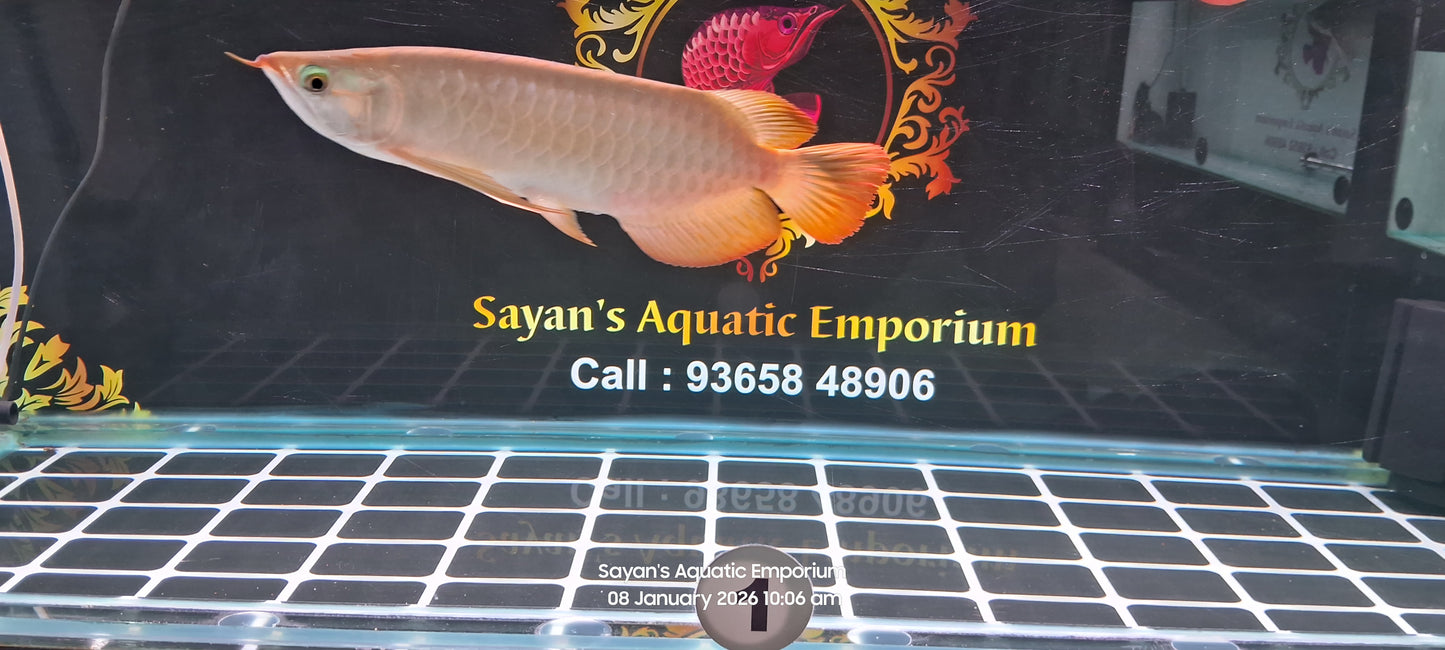 Indo Super Red Arowana